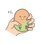 女の子のオウム( 毎日のバージョン)（個別スタンプ：13）
