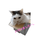 my cat（個別スタンプ：2）