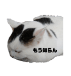my cat（個別スタンプ：3）