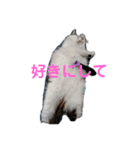my cat（個別スタンプ：4）