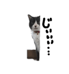 my cat（個別スタンプ：5）