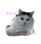 my cat（個別スタンプ：6）