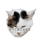 my cat（個別スタンプ：7）