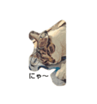 猫のたろすけ（個別スタンプ：1）