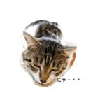 猫のたろすけ（個別スタンプ：2）