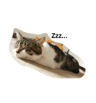 猫のたろすけ（個別スタンプ：3）
