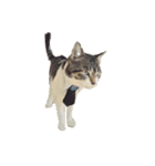 猫のたろすけ（個別スタンプ：4）
