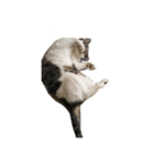 猫のたろすけ（個別スタンプ：5）