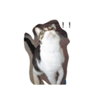 猫のたろすけ（個別スタンプ：6）