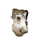 猫のたろすけ（個別スタンプ：7）