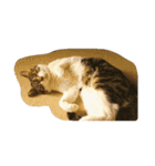 猫のたろすけ（個別スタンプ：8）