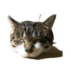猫のたろすけ（個別スタンプ：9）