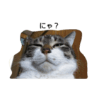 猫のたろすけ（個別スタンプ：10）