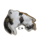 猫のたろすけ（個別スタンプ：11）