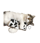 猫のたろすけ（個別スタンプ：12）