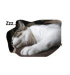 猫のたろすけ（個別スタンプ：13）