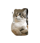 猫のたろすけ（個別スタンプ：14）