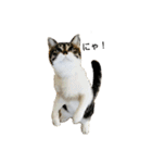 猫のたろすけ（個別スタンプ：15）