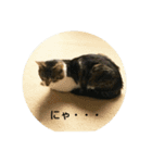 猫のたろすけ（個別スタンプ：16）