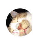 つにゃみちみ（個別スタンプ：3）
