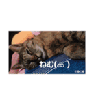 つにゃみちみ（個別スタンプ：7）