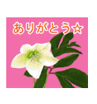 花・動物・風景（個別スタンプ：5）