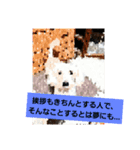 白シュナ的なひととき。（個別スタンプ：1）