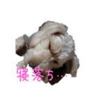 白シュナ的なひととき。（個別スタンプ：3）