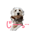 白シュナ的なひととき。（個別スタンプ：5）