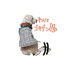 白シュナ的なひととき。（個別スタンプ：7）