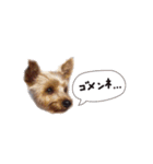 可愛いヨーキー's（個別スタンプ：4）