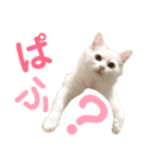 しぴぱふおばちゃん2（個別スタンプ：1）