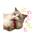 しぴぱふおばちゃん2（個別スタンプ：3）
