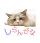 しぴぱふおばちゃん2（個別スタンプ：11）
