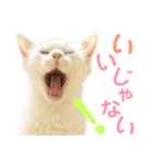 しぴぱふおばちゃん2（個別スタンプ：12）