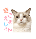 しぴぱふおばちゃん2（個別スタンプ：17）