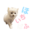 しぴぱふおばちゃん2（個別スタンプ：18）