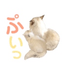しぴぱふおばちゃん2（個別スタンプ：20）