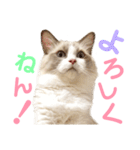 しぴぱふおばちゃん2（個別スタンプ：21）