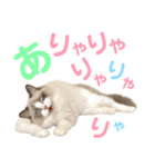 しぴぱふおばちゃん2（個別スタンプ：22）