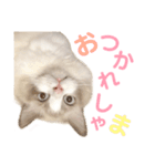 しぴぱふおばちゃん2（個別スタンプ：28）