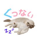 しぴぱふおばちゃん2（個別スタンプ：29）