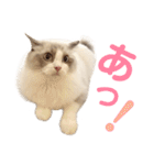 しぴぱふおばちゃん2（個別スタンプ：33）