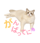 しぴぱふおばちゃん2（個別スタンプ：34）