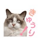 しぴぱふおばちゃん2（個別スタンプ：37）