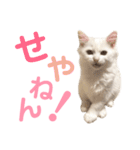 しぴぱふおばちゃん2（個別スタンプ：38）