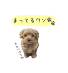 マルプーマロンのスタンプ 2（個別スタンプ：4）