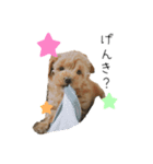 マルプーマロンのスタンプ 2（個別スタンプ：5）