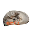 チョコチョコスタンプ（個別スタンプ：12）