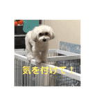 チョコチョコスタンプ（個別スタンプ：13）
